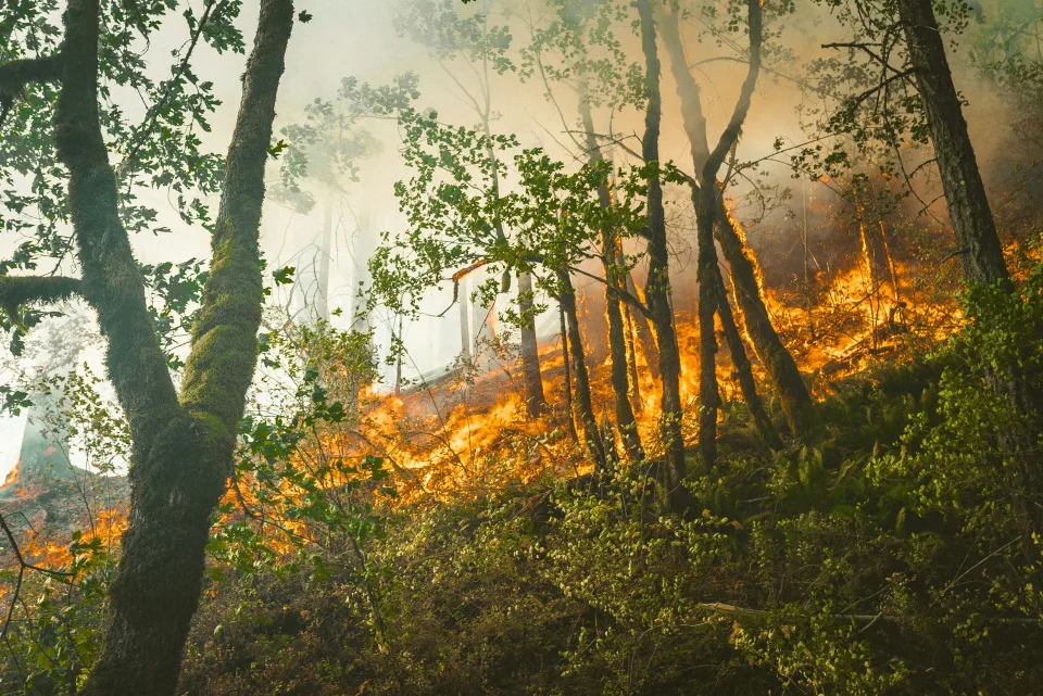 Internationale wetenschappers ontdekten belangrijke oorzaken voor recente hevige bosbranden in Frankrijk en Spanje.