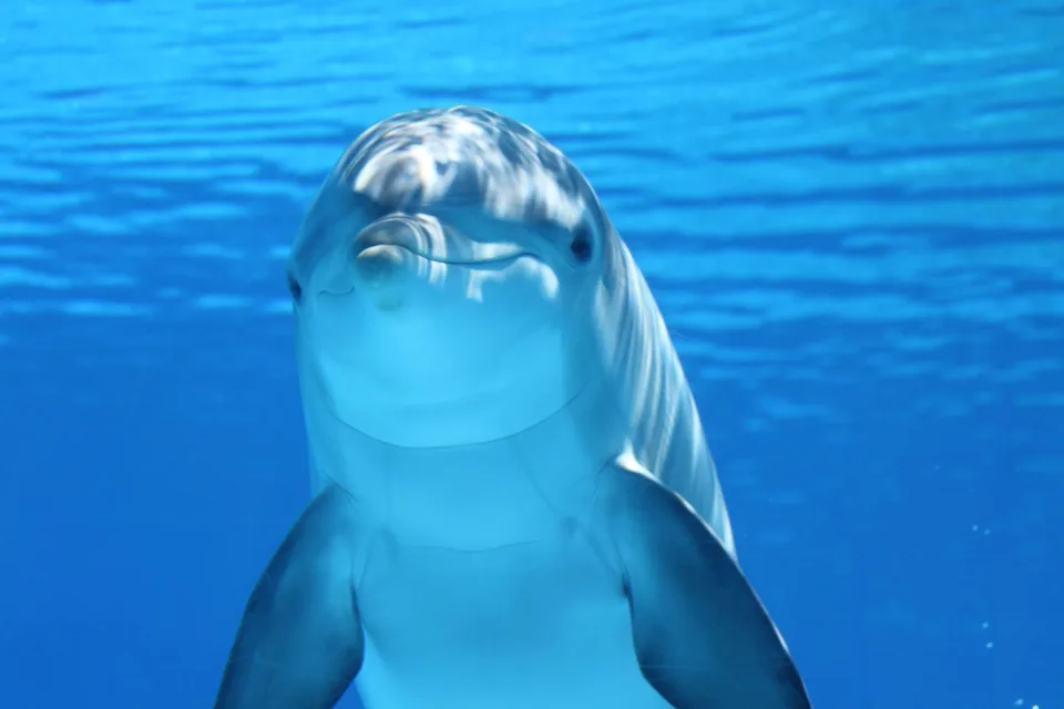 La Belgique mettra fin à la captivité des dauphins à partir de deux mille trente-sept