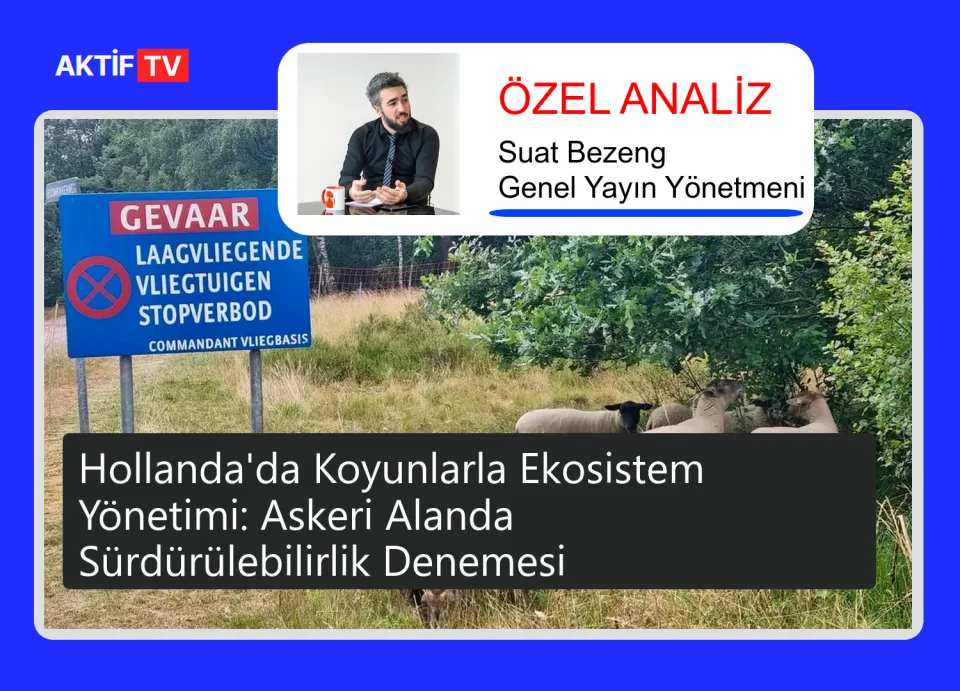 Hollanda'da Koyunlarla Ekosistem Yönetimi: Askeri Alanda Sürdürülebilirlik Denemesi