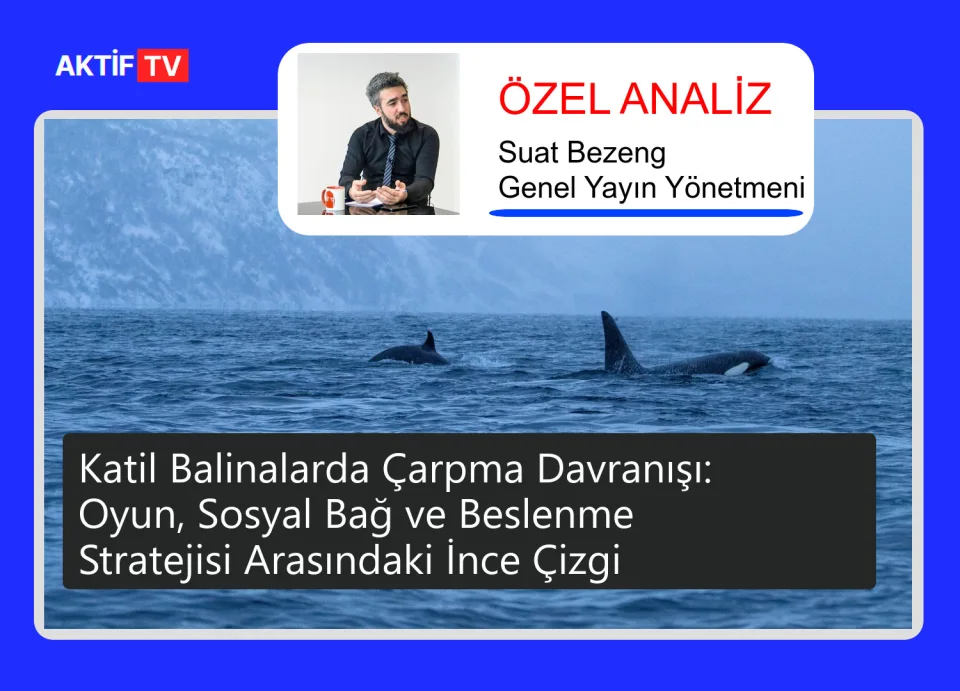 Katil Balinalarda Çarpma Davranışı: Oyun, Sosyal Bağ ve Beslenme Stratejisi Arasındaki İnce Çizgi