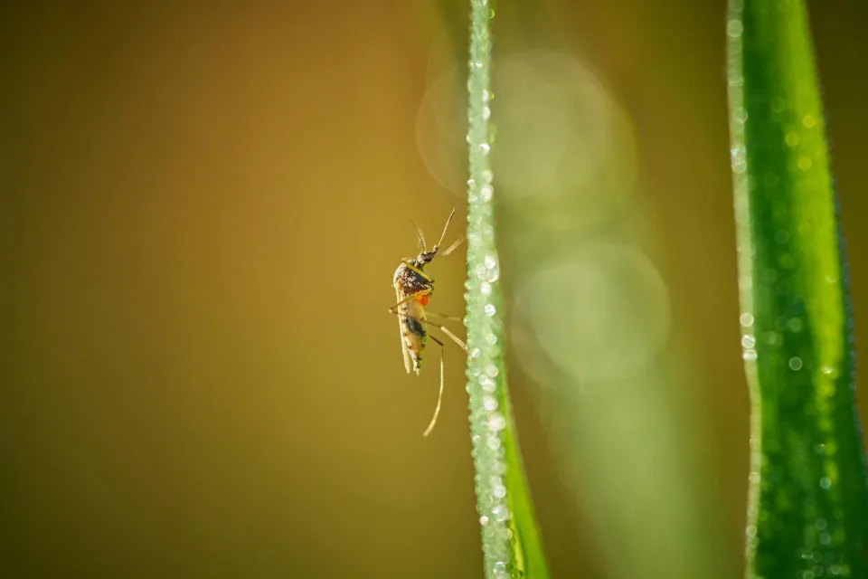 Google solicita autorización para liberar millones de mosquitos en la naturaleza.