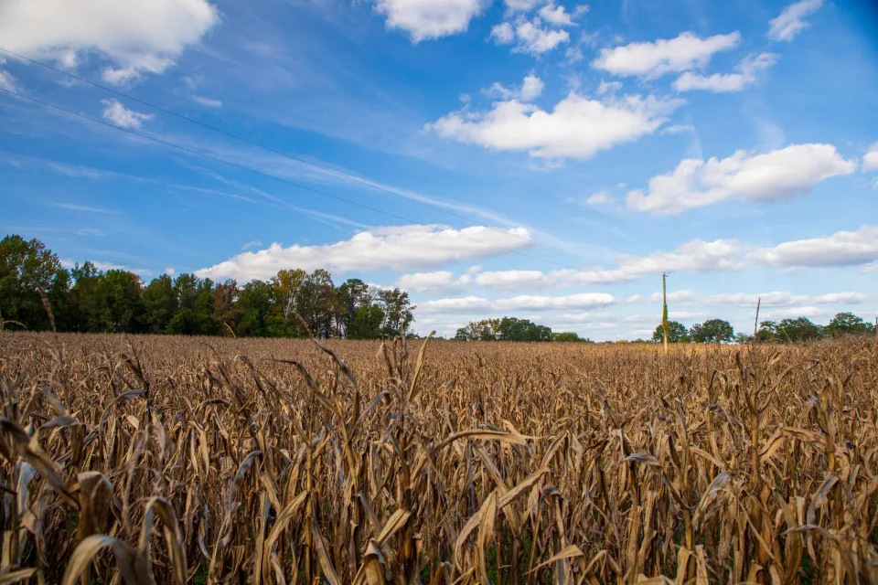 Rekordhitze und Dürre gefährden Ernten: Landwirte und Schifffahrt in Deutschland unter Druck