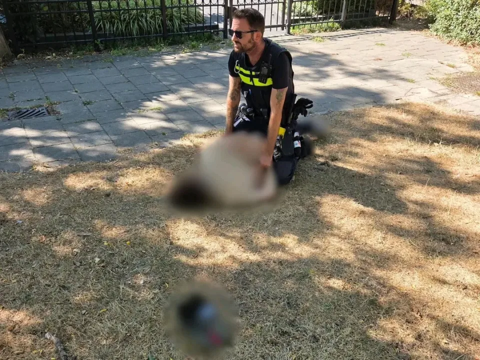 Hollanda’da polis kovalamacası sonrası uyuşturucu operasyonu