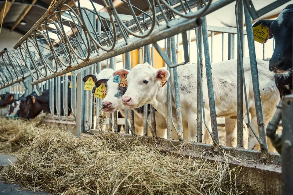 Belgio: produzione di formaggio e latticini in forte crescita negli ultimi cinque anni