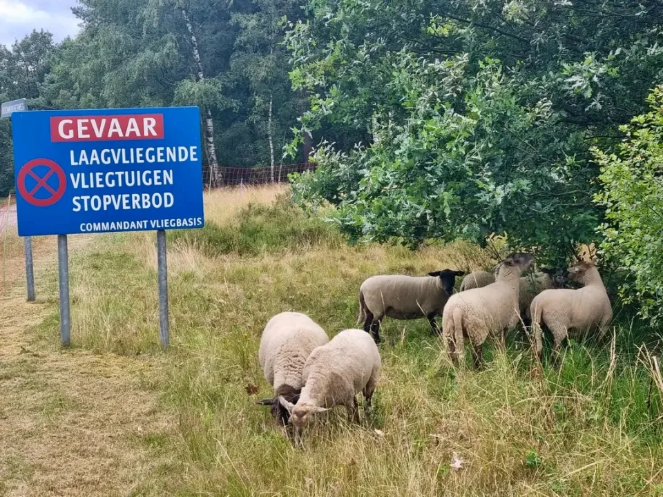 Niederlande testet nachhaltiges Naturmanagement mit Schafen auf Luftwaffenbasis