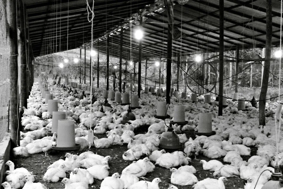 Germany Sees New Poultry Farm Boom Near Dutch Border in Emsland Region