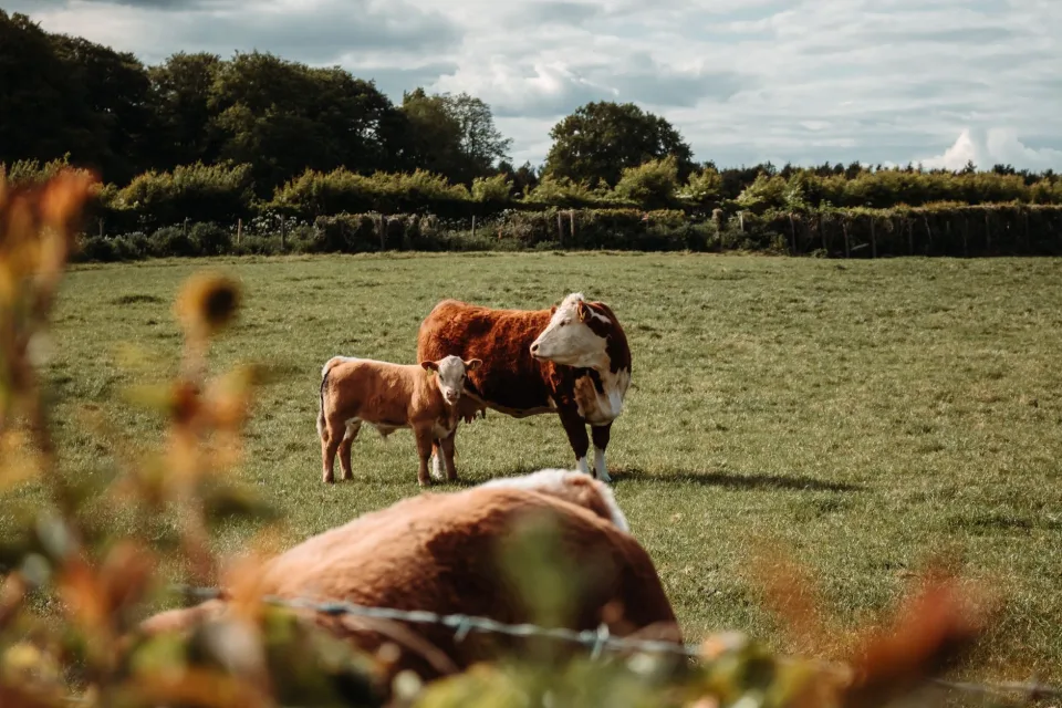 Belgien: Die Zahl der Höfe sinkt, doch die landwirtschaftlichen Betriebe wachsen weiter