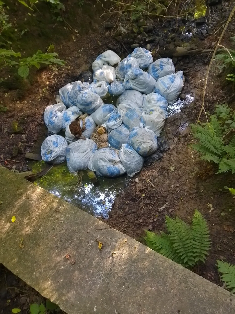 Belgium Investigates Sheep Waste Dumped in Nature Reserve Near Ninove City