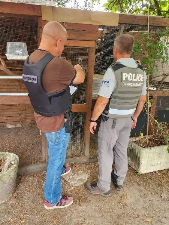 France Dismantles Trafficking Network of Protected Birds in Major Operation