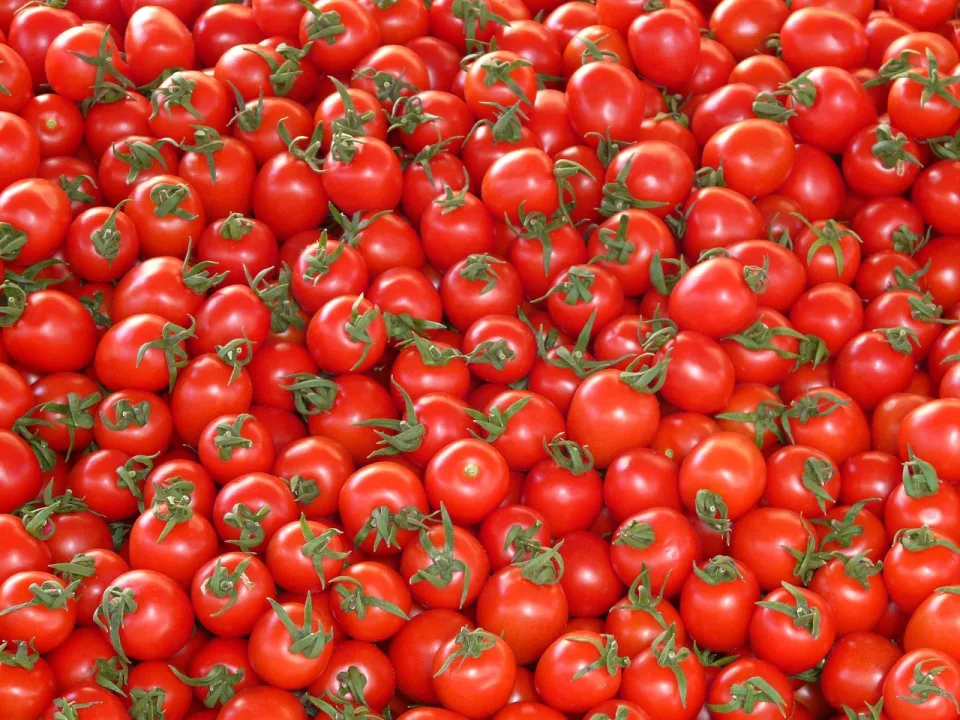 Aumentano i prezzi di pomodori e cetrioli in Bulgaria, allarme tra i coltivatori