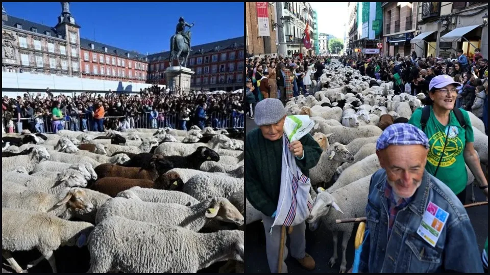Spain: Over One Thousand Sheep Walk Through Madrid's Streets During Festival