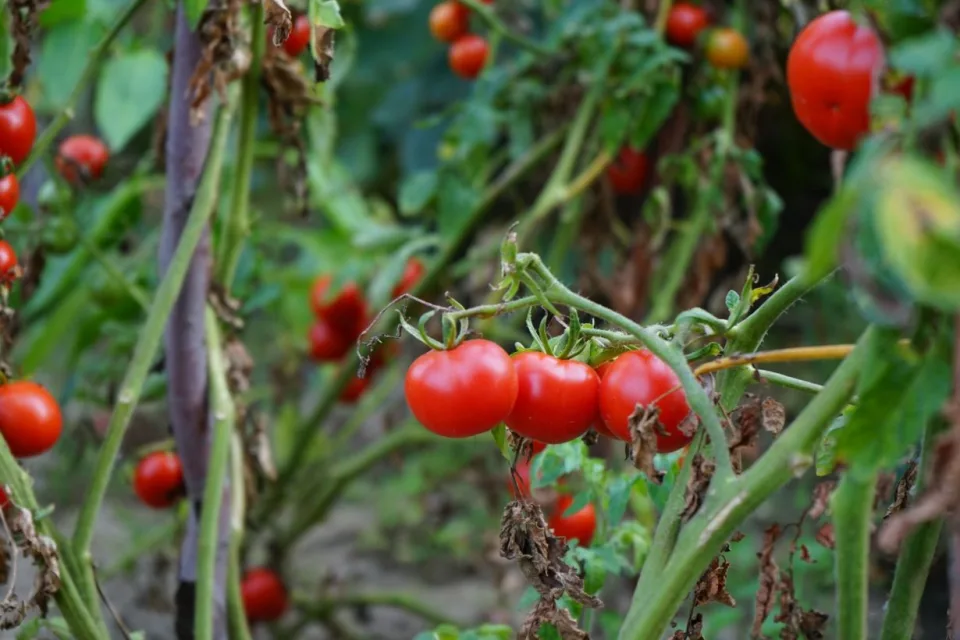 Vagues de chaleur en Belgique : alerte sur les potagers, récoltes de légumes menacées cette année