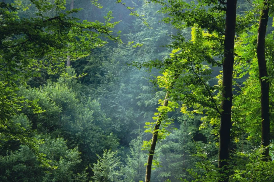 Belçîka de germ û ziwabûn agirê daristanan anî ziman