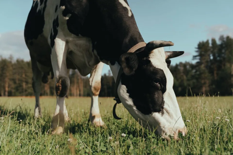 Climat: sévère baisse de quantité et de qualité dans la production laitière selon une étude scientifique