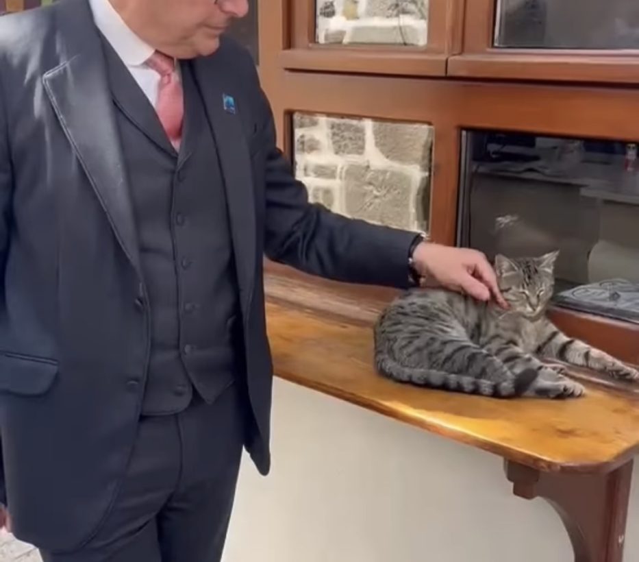 Belgian Prime Minister Meets Friendly Turkish Cat During Ankara Visit