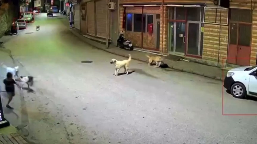 Ordu'da sahipsiz köpekler çocuğa saldırdı, güvenlik kamerasına yansıdı